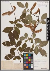 Foto von Salix caprea L. x Salix silesiaca Willd.